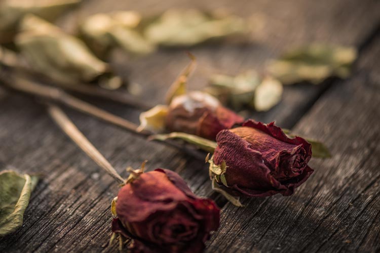 Verwelkte Blüten - Online-Tarot bei Fragen zu verblassender Liebe
