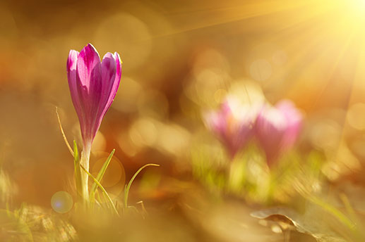Die Sonnenwende im Frühling wird als das Äquinoktium im März bezeichnet und bezeichnet den Anfang des Frühlings!